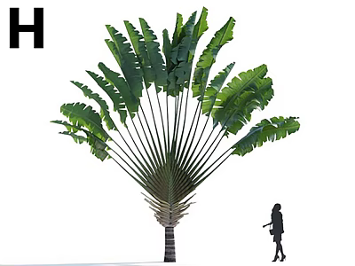 Tall Tree With Large Fan Shaped Green Leaves And Human Figure For Scale 3d model