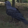 Modern American Crow Birds Animal Creatures 3d model