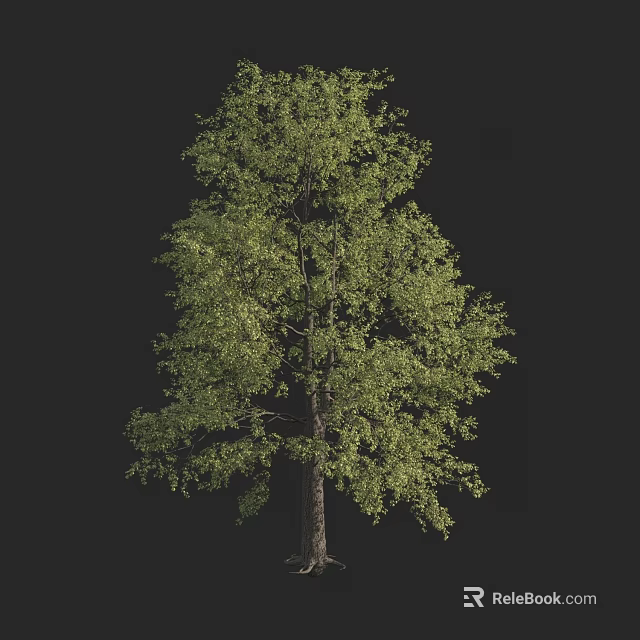 Single Arbor With Lush Green Foliage And Strong Trunk On Dark Background 3d model 