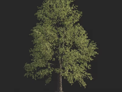 Single Arbor With Lush Green Foliage And Strong Trunk On Dark Background 3d model