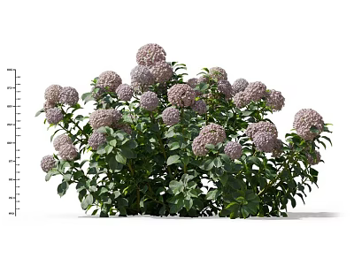 Lush Purple And Lilac Hydrangea Bush With Green Leaves And Blooming Flowers 3d model
