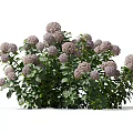 Lush Purple And Lilac Hydrangea Bush With Green Leaves And Blooming Flowers