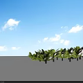 Lush Green Palm Trees in Open White Landscape With Tropical Foliage