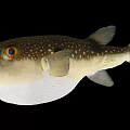 Puffed Up Spotted Puffer Fish With Large Eyes And Yellow Tail In Marine Life