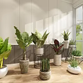 Indoor Bonsai and Potted Plants with Various Green Leaves in Decorative Pots
