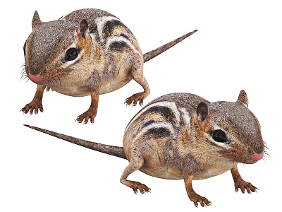 Two Striped Chipmunks With Realistic Fur Pink Noses And Small Ears 3d model