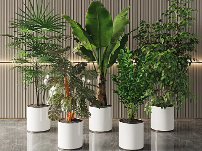 Varied Indoor Potted Plants In White Pots With Wooden Wall Background 3d model