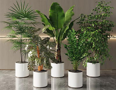 Varied Indoor Potted Plants In White Pots With Wooden Wall Background 3d model