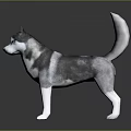 Gray and White Husky Dog With Blue Eyes Standing in Realistic 3D Rendered Pose