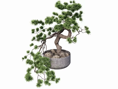 Lush Green Bonsai Plant with Twisted Trunk and Dense Foliage in Gray Pot 3d model