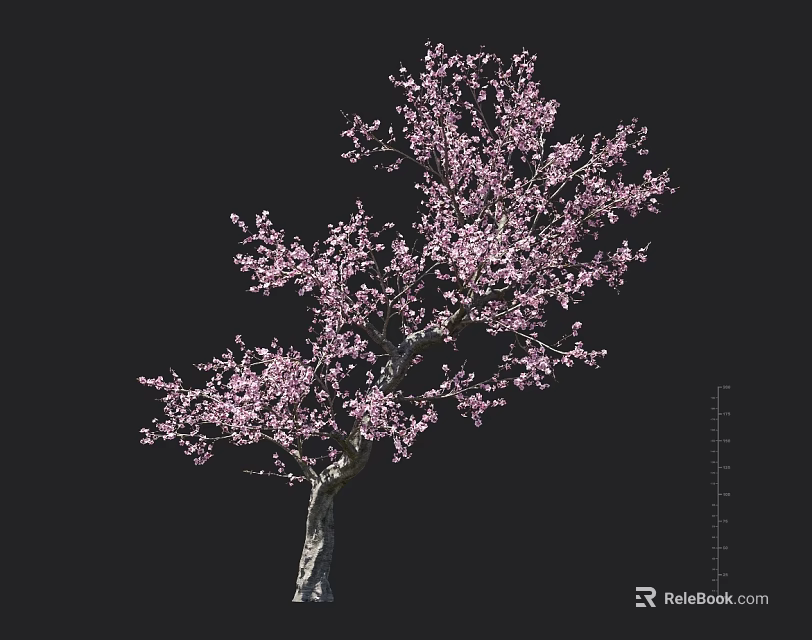 Pink Blossom Tree with Detailed Branches on Black Background and Scale Ruler 3d model 