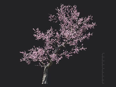 Pink Blossom Tree with Detailed Branches on Black Background and Scale Ruler 3d model