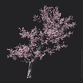 Pink Blossom Tree with Detailed Branches on Black Background and Scale Ruler