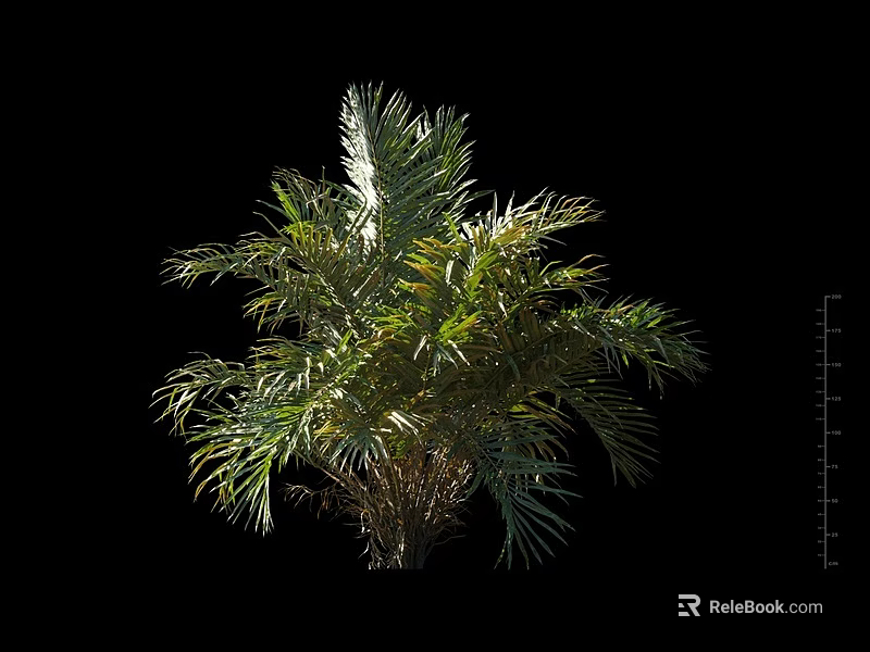 Green Palm Shrub With Lush Pinnate Leaves And Vibrant Foliage 3d model 