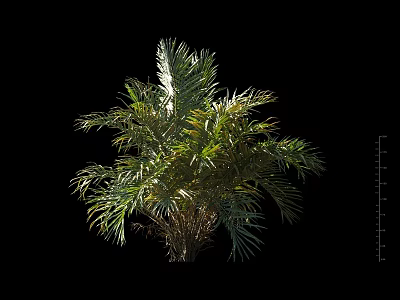 Green Palm Shrub With Lush Pinnate Leaves And Vibrant Foliage 3d model