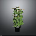 Green Potted Plant With Broad Leaves In Black Pot On Gray Background