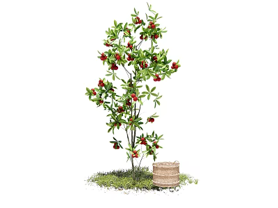 Lush Arbor With Red Fruits Green Leaves And Wooden Barrel On Grass 3d model