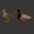 Two Male and Female Ducks With Colorful Feathers Standing on Reflective Surface