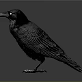 Realistic Black Crow with Detailed Feathers Sharp Claws and Shiny Eyes isolated on Gray Background