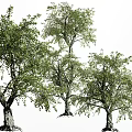 Two Lush Arbor Trees With Green Leaves And Thick Trunks In White Background