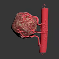 Detailed Human Organ Structure Featuring Hair Follicles And Blood Vessels