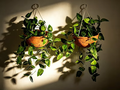 Lush Green Hanging Basket Plants With Trailing Vines In Terracotta Pots On Wall 3d model