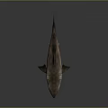 Realistic 3D Shark Model With Open Mouth Sharp Teeth Detailed Texture And Reflection 3d model