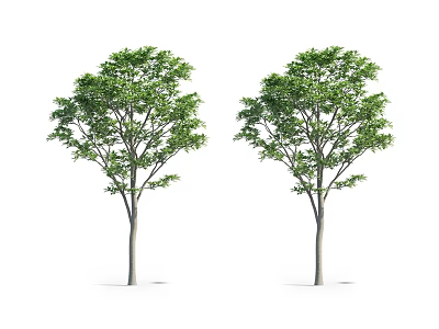 Two Lush Trees With Green Foliage And Straight Trunks On White Background 3d model