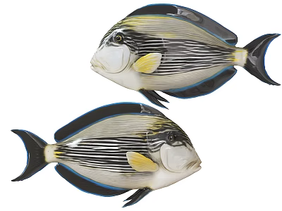 Snapper Spiny Tail Inverted Fish Rough Skin Bream Tropical Fish Subtropical Fish Pet Fish 3d model