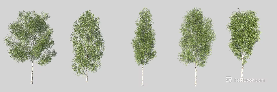 Three Arbor Trees With White Trunks And Lush Green Leaves In Garden 3d model 