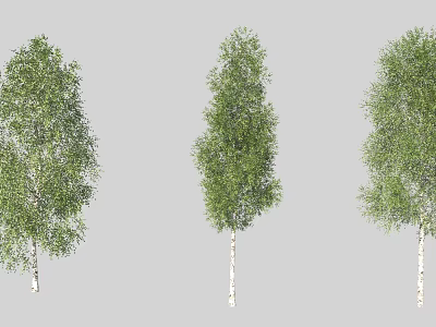 Three Arbor Trees With White Trunks And Lush Green Leaves In Garden 3d model