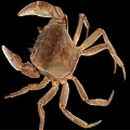 Natural Coastal Habitat Scene Showing Brown Crab With Detailed Claws And Legs