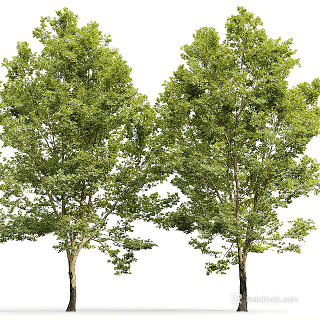 Arbor Trees With Tall Trunks And Lush Green Foliage In Natural Environment 3d model 