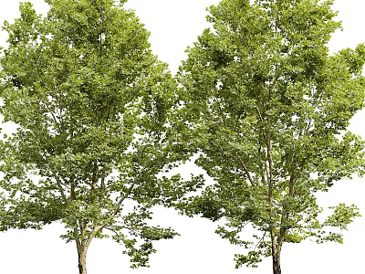 Arbor Trees With Tall Trunks And Lush Green Foliage In Natural Environment 3d model