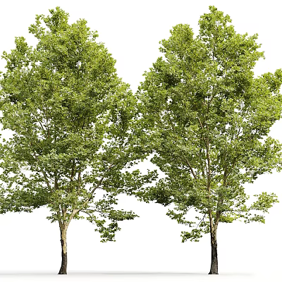 Arbor Trees With Tall Trunks And Lush Green Foliage In Natural Environment 3d model
