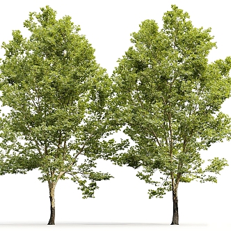 Modern Tree Landscape Trees 3d model