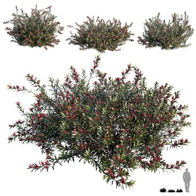 Shrubs 3d model Shrubs 3d model