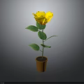 Yellow Flower Plant With Green Leaves In Brown Pot On Dark Background