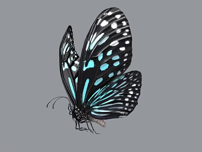 Black And Turquoise Flying Butterfly With White Spots On Spread Wings 3d model