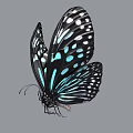 Black And Turquoise Flying Butterfly With White Spots On Spread Wings 3d model