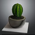 Green Cactus With Yellow Spots In Concrete Pot On White Paper Dark Background