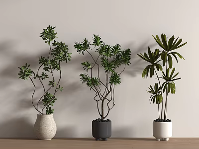 Stylish Three Different Bonsai Potted Plants on Wooden Table with White Wall 3d model