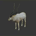 Oryx With White Body Black Head And Long Turquoise Horns On Gray Background