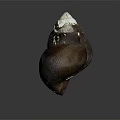 Two Dark Brown Seashells With White Tips Isolated On Dark Background 3d model