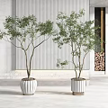 Bonsai Potted Plants With White Planters In Indoor Modern Space Green Foliage Stripe Wall Art