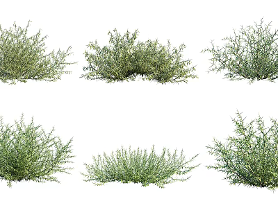 modern plant camel thorn 3d model