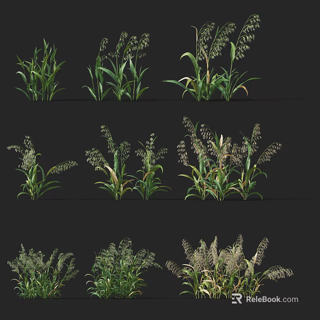Healthy Green Crops With Growing Stems Leaves And Mature Seed Heads 3d model 