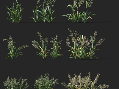 Healthy Green Crops With Growing Stems Leaves And Mature Seed Heads 3d model