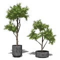 Two Decorative Bonsai Trees in Gray Concrete Pots on White Background 3d model
