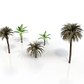 Different Tropical Plants Including Palm Trees And Banana Plants On White Background
